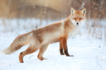 red fox in winter forest Pretty