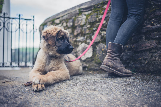 Leonberger puppy resting outside