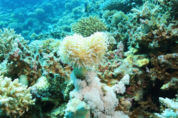 branches of coral underwater macro photo