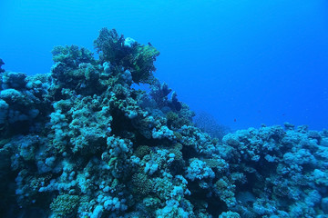 tropical sea underwater landscape