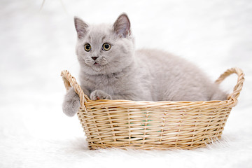 Fototapeta na wymiar gray kitten white background