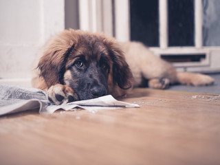 Leonberger puppy with head on dirty training pad © LoloStock