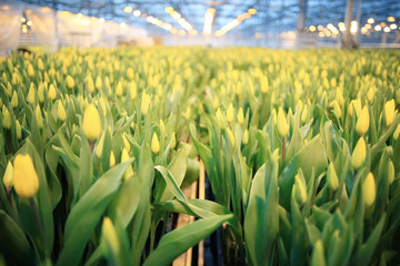 texture tulips blooming yellow field