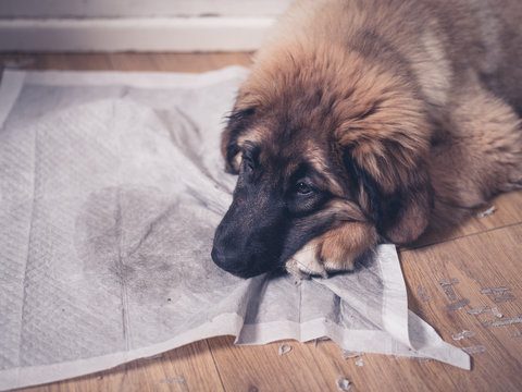 Leonberger puppy with head on dirty training pad