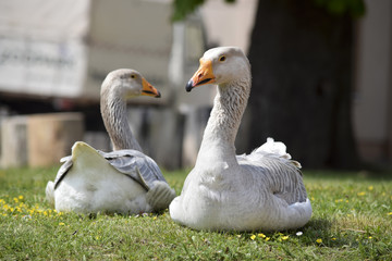 satisfied gray geese on the farm