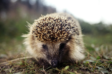 hedgehog wakes up in the spring