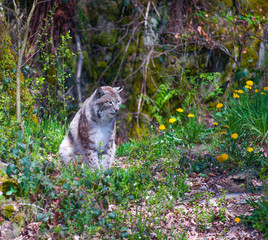 A lynx and dandelions in springtime
