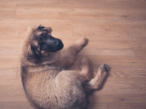 Leonberger puppy on the floor