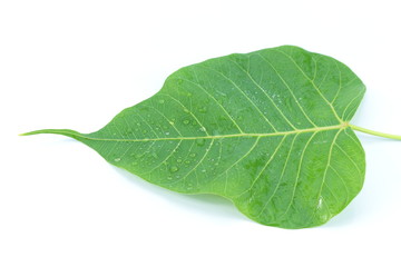 Sacred Fig on  white background