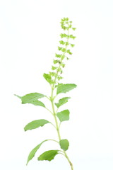 Fresh green basil,Thai herb plant