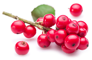 European Holly (Ilex) leaves and fruit on a white background.