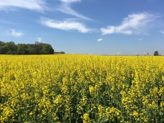 Fototapeta premium krajobraz