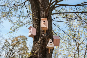 Spring landscape with a birdhouse and starling