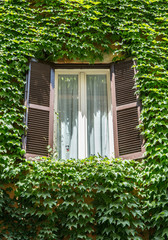 Window with opened shutters in the vine-shrouded wall.
