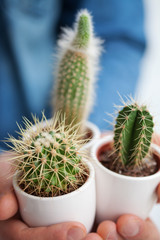 Three little cactuses