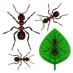 Ant