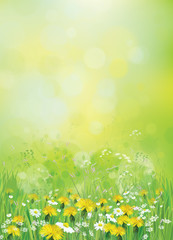 Vector nature background with chamomiles and dandelions.