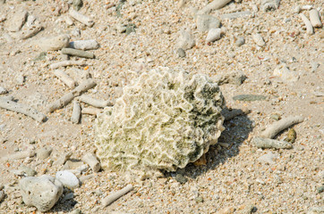 Scrap coral on beach