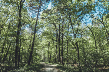 old path in green forest