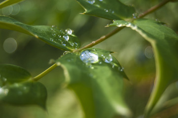 Wallpaper morning dews on green leaf central position