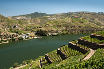 Douro Valley and Vineyards - obrazy, fototapety, plakaty