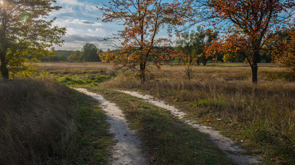 dirt road in the deciduous forest