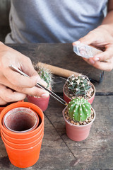 Gardening cactus in pot plant on wooden table