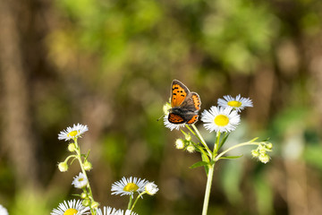 Lycaena Phlaeas