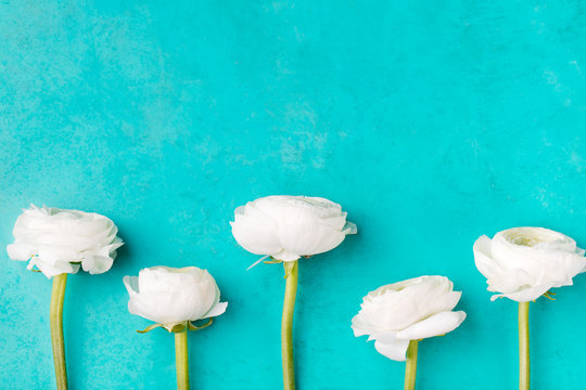 Fototapeta White ranunculus flowers Blue background Top view
