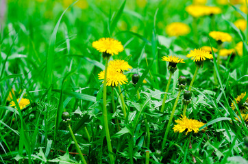 yellow dandelions on the green field