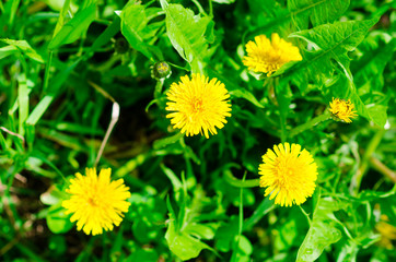yellow dandelions on the green field