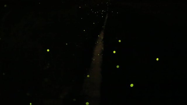 ホタルの乱舞
