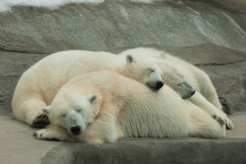 Polar she-bear sleeping with cubs
