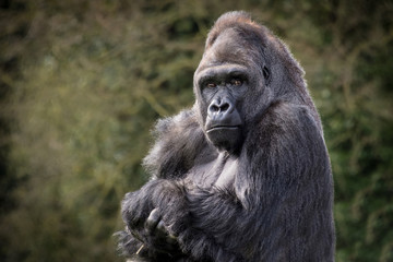 Half length portrait of a silver back gorilla sitting and staring at the camera