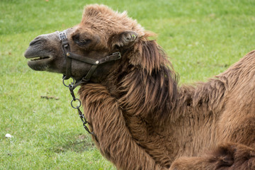 Bactrian Camel (Camelus bactrianus)