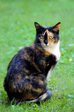 Katze in Schildpattf&auml;rbung sitzt im Gras, Gl&uuml;ckskatze