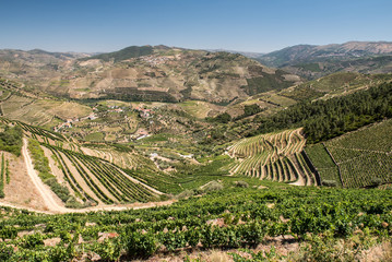 Douro Valley and Vineyards