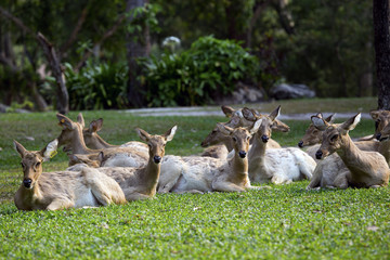 A group of deer laying in the garden.