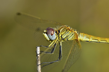 Libellula gialla