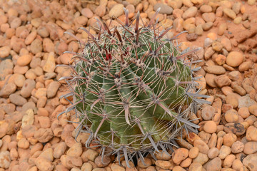 astrophytum ornatum