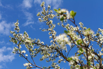 White cherry blossom with a blue sky on the background.