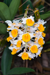 Dendrobium thyrsiflorum orchids