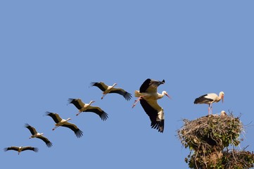 Il volo della cicogna 