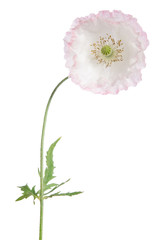 Fototapeta premium single pink poppy isolated on white