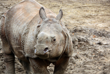 Obraz premium Beautiful Indian One Horned Rhinoceros. Curious young rhino.