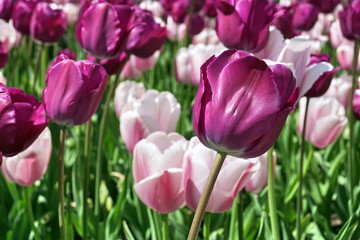 Detail of a violet (purple) flower among many pink and white lilies, in the city garden bed as a symbol of love and beauty 