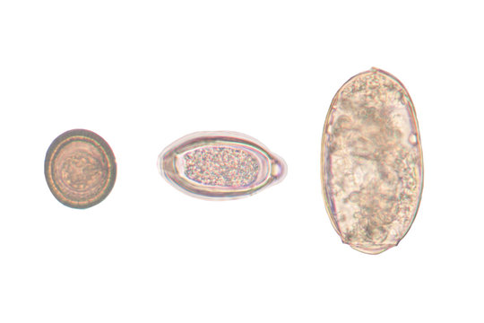 egg parasite on white background