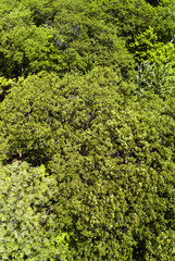 dense forest.