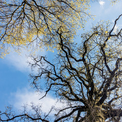 Spring Sunshine Filtering through the Trees