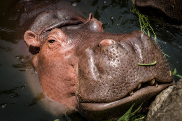 Hippopotamus swimming in water and  looking for food.